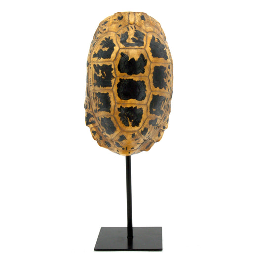 Yellow Turtle Shell Trophy