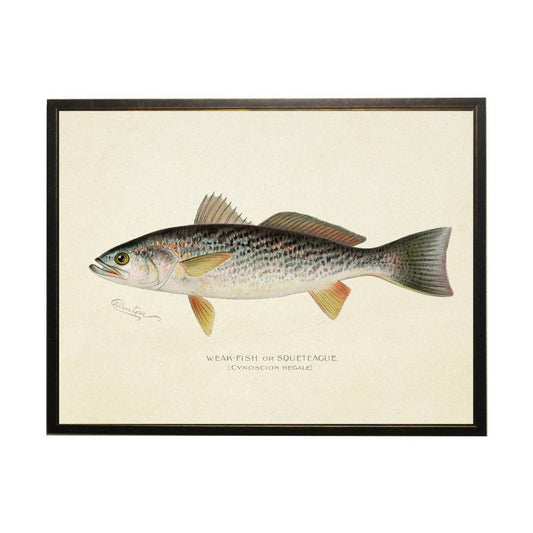 Vintage Weak Fish Bookplate: 16" X 12" / Black Frame 2400-35 Za