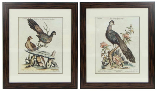 Peacock Pheasant Lithographs After George Edwards