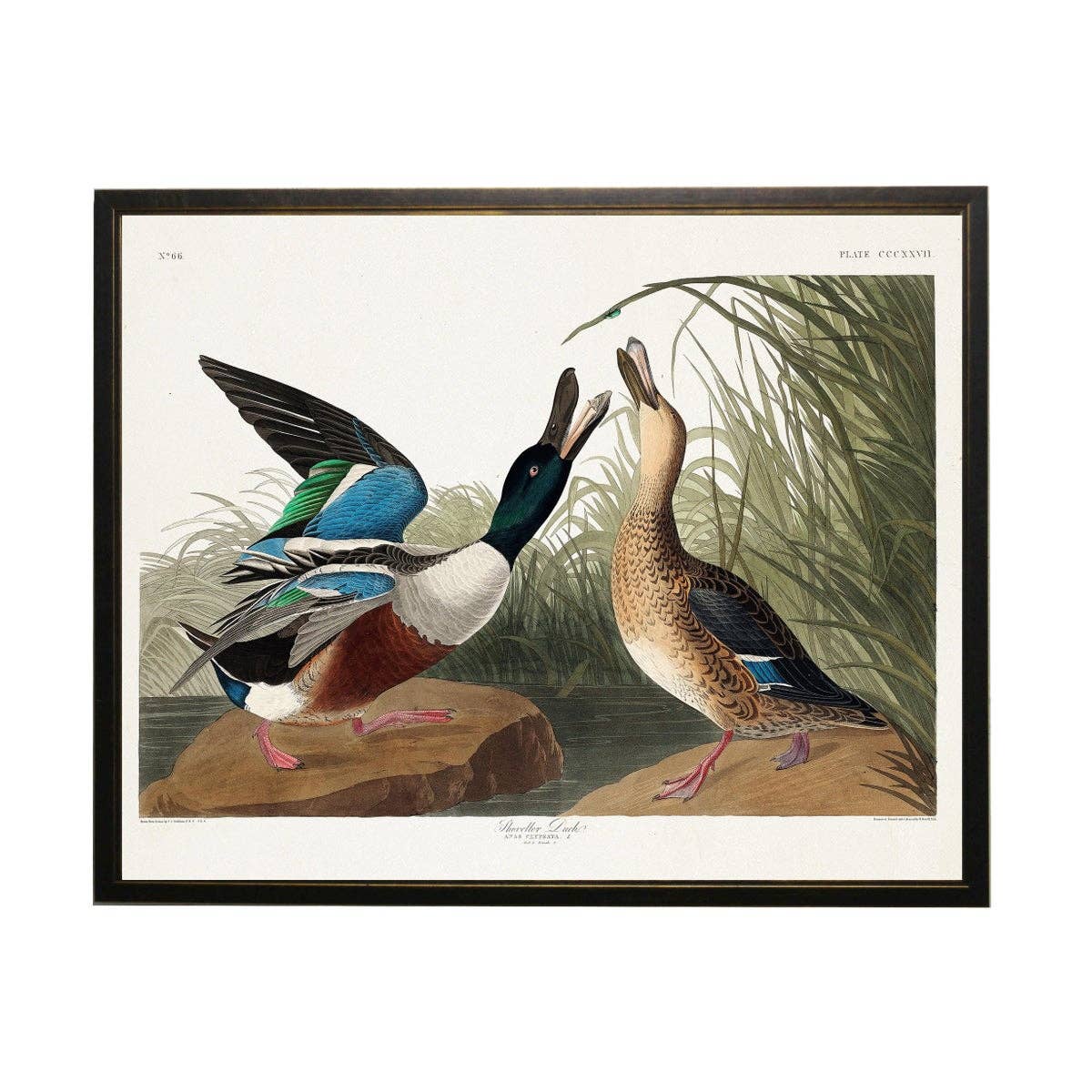 Shoveller Duck Bookplate: 20" X 16" / Light Walnut Burl