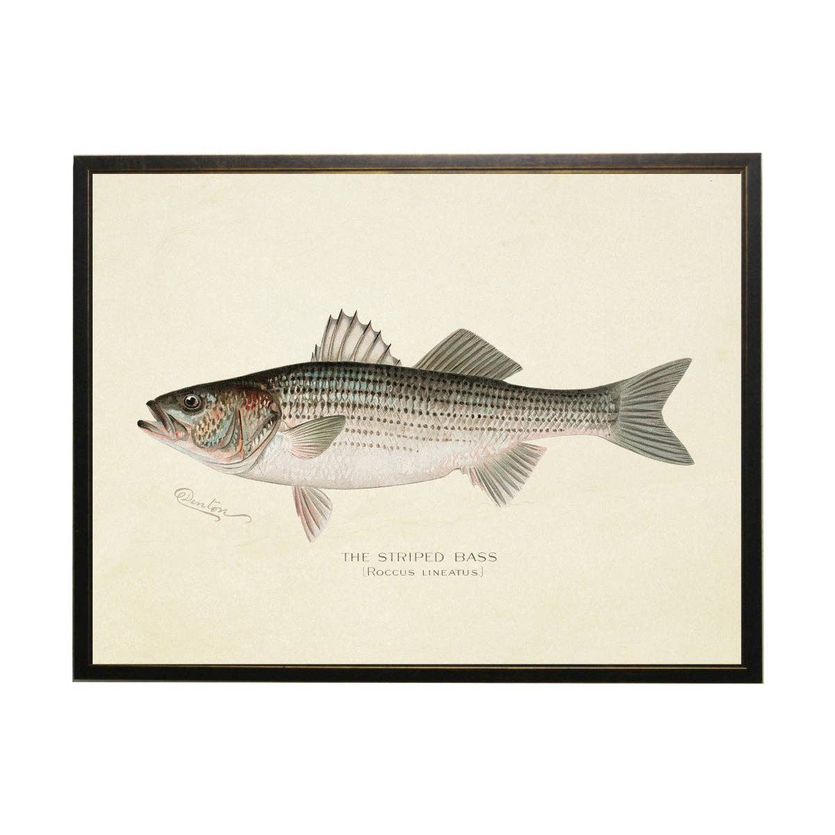 Vintage Striped Bass Bookplate: 16" X 12" / Black Frame 2400-35 Za