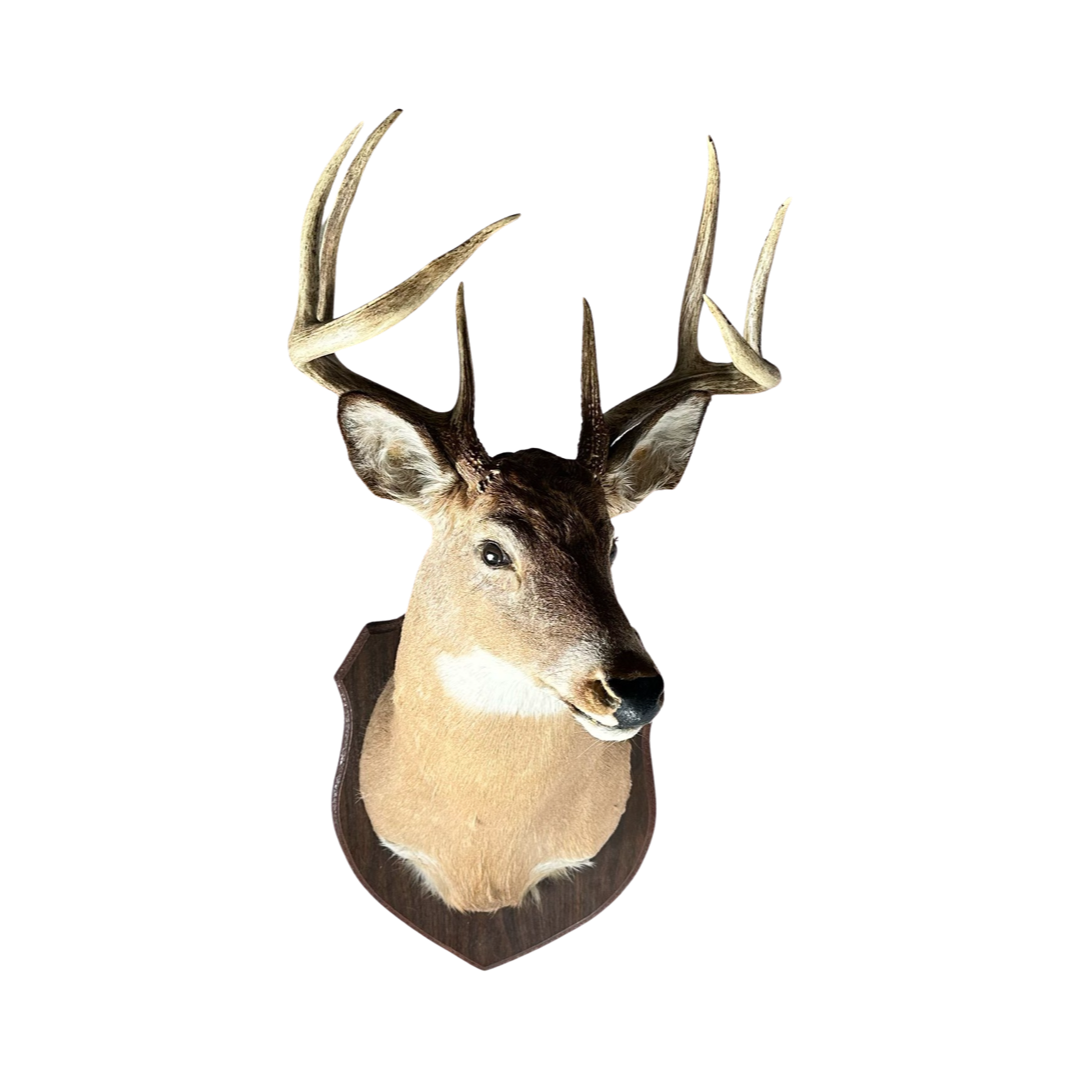 White tail deer mount