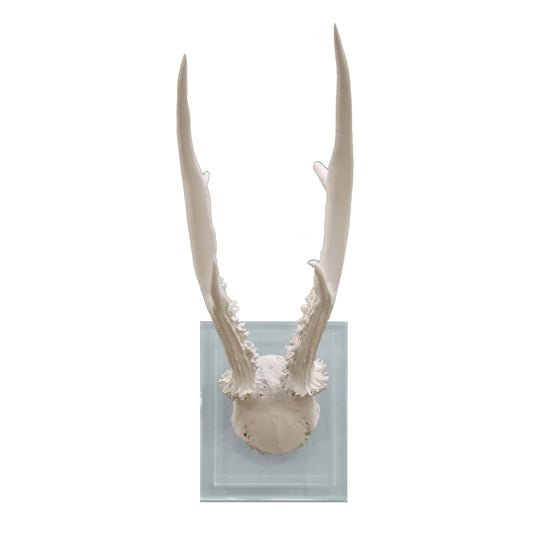 White Antler Double Glass Wall Mount