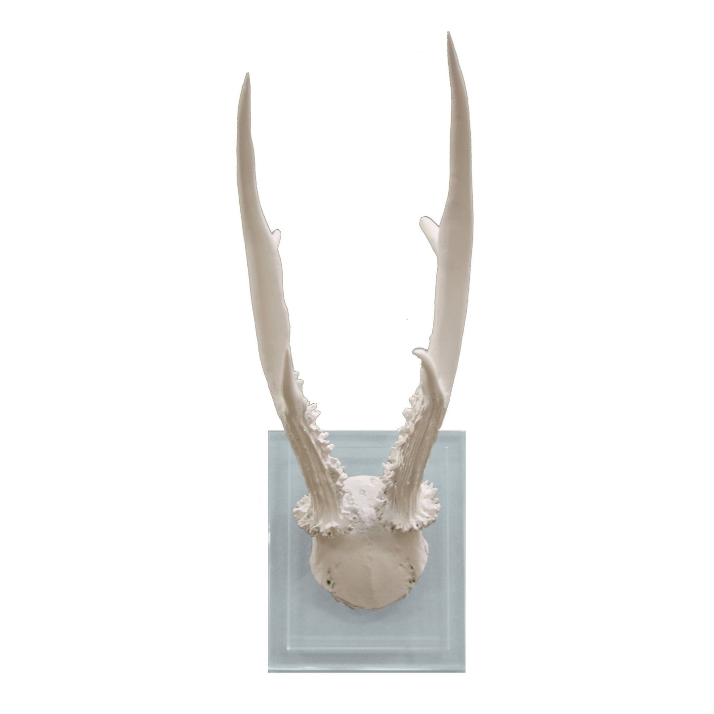 White Antler Double Glass Wall Mount